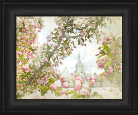 Idaho Falls Idaho Temple with pink Blossoms.
