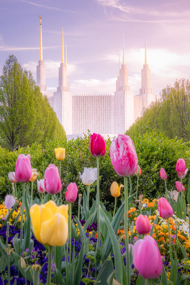 The Washington DC Temple with tulips.