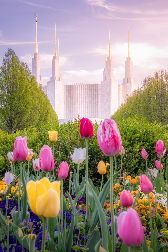 Washington DC Temple - Tulips
