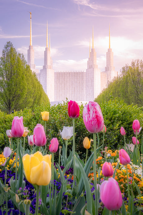 Washington DC Temple - Tulips