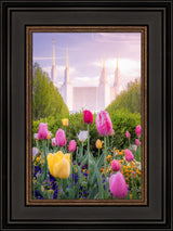 Washington DC Temple - Tulips