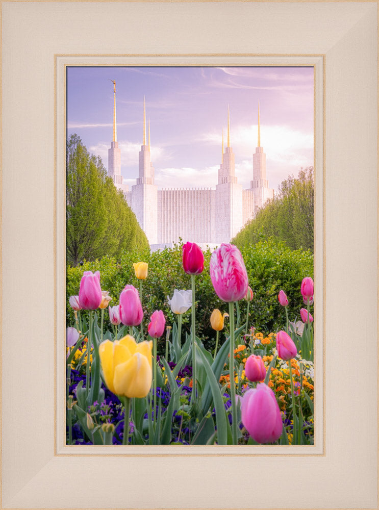Washington DC Temple - Tulips