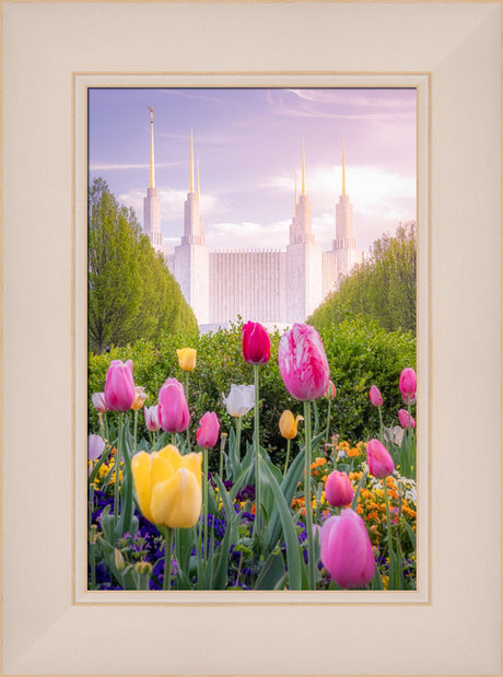 Washington DC Temple - Tulips