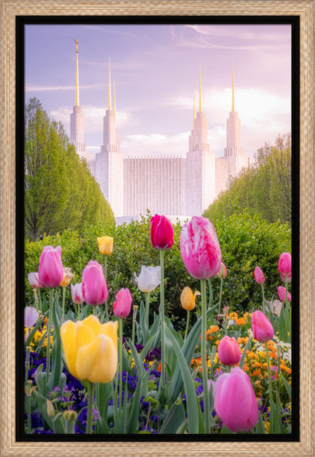 Washington DC Temple - Tulips