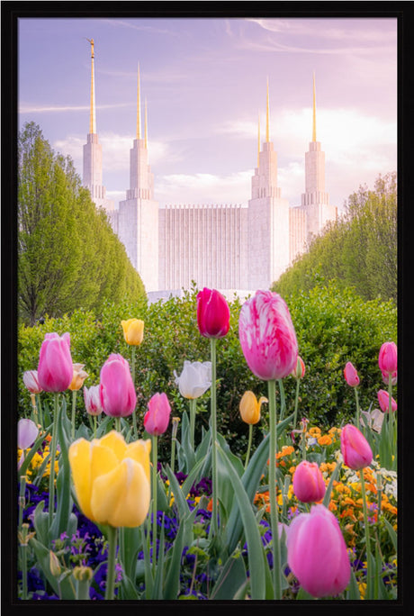 Washington DC Temple - Tulips