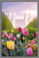 Washington DC Temple - Tulips