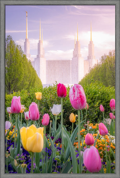 Washington DC Temple - Tulips