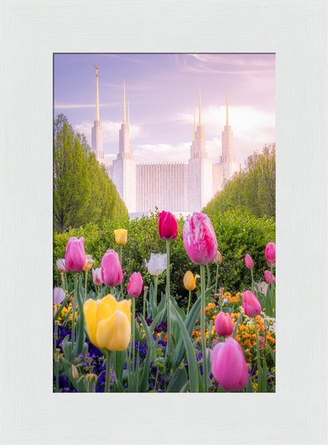 Washington DC Temple - Tulips