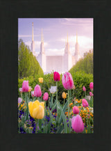 Washington DC Temple - Tulips