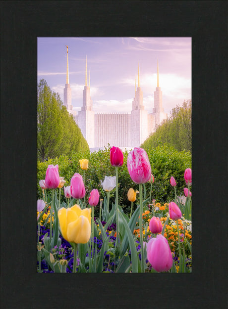 Washington DC Temple - Tulips