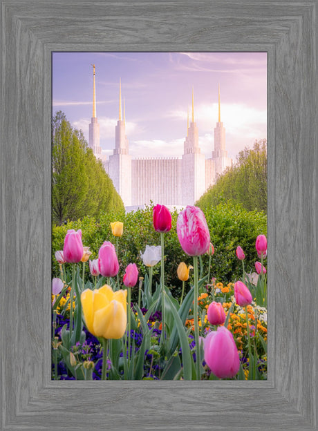 Washington DC Temple - Tulips