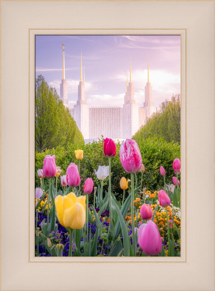 Washington DC Temple - Tulips
