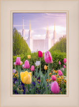 Washington DC Temple - Tulips