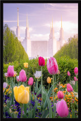 Washington DC Temple - Tulips