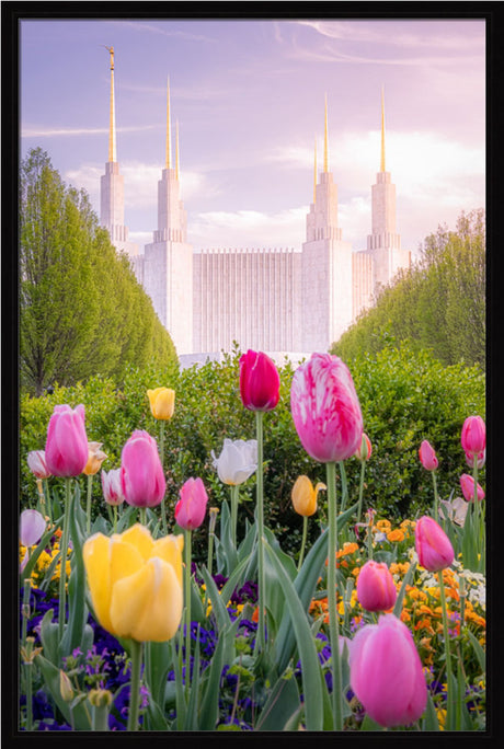 Washington DC Temple - Tulips
