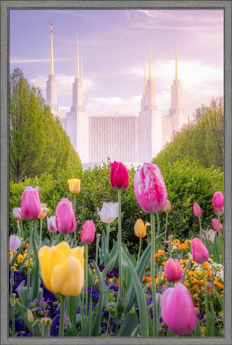 Washington DC Temple - Tulips