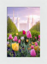 Washington DC Temple - Tulips