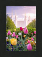 Washington DC Temple - Tulips