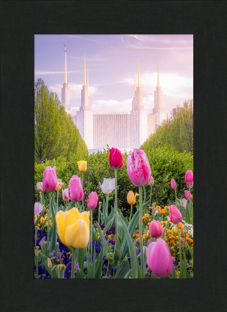 Washington DC Temple - Tulips