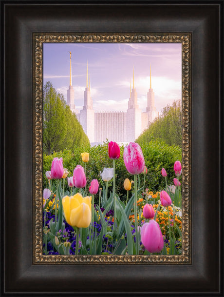 Washington DC Temple - Tulips