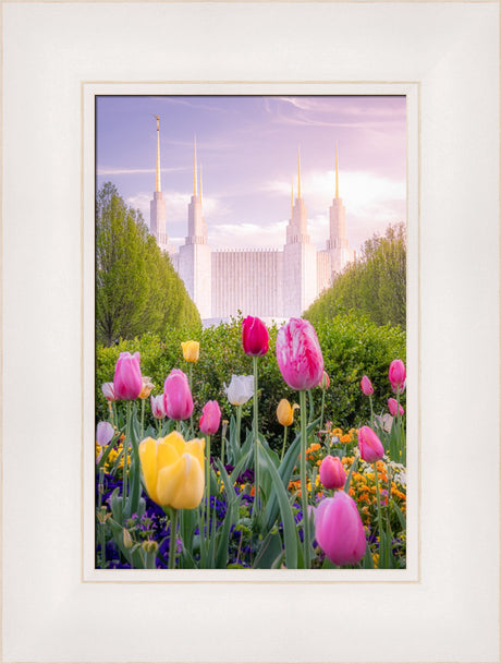 Washington DC Temple - Tulips