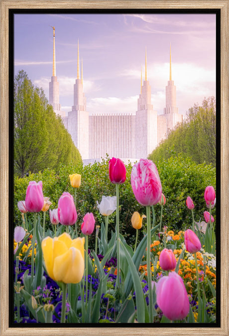 Washington DC Temple - Tulips