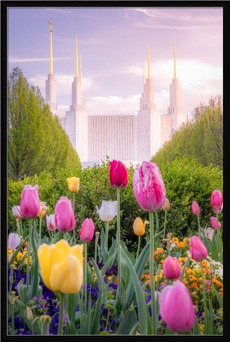 Washington DC Temple - Tulips