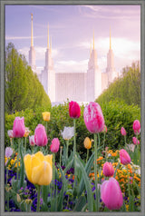 Washington DC Temple - Tulips