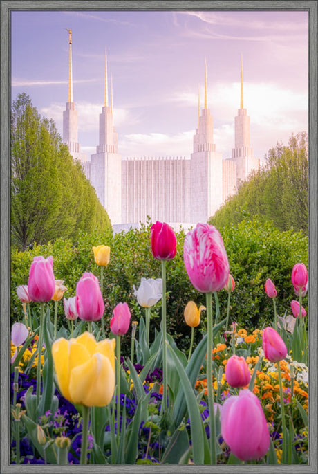Washington DC Temple - Tulips