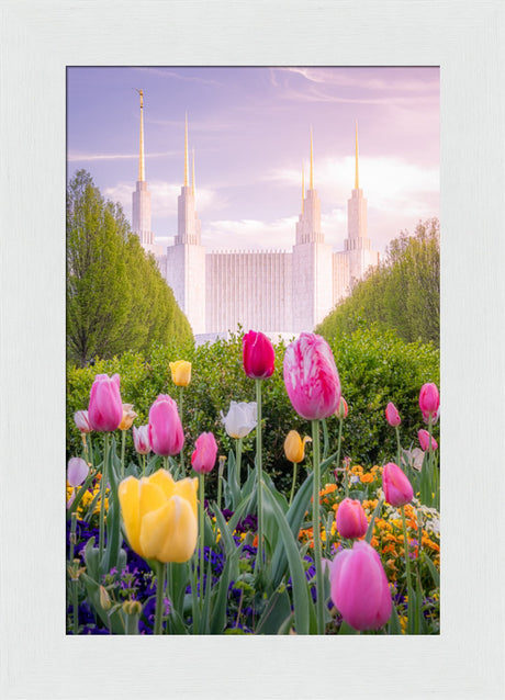 Washington DC Temple - Tulips