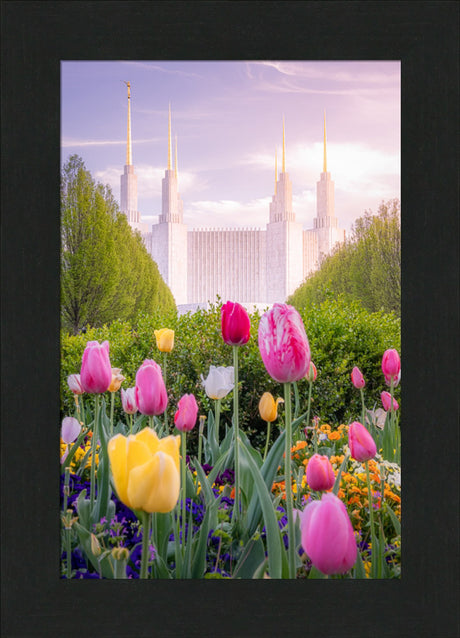 Washington DC Temple - Tulips