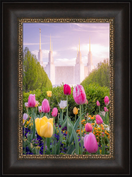 Washington DC Temple - Tulips