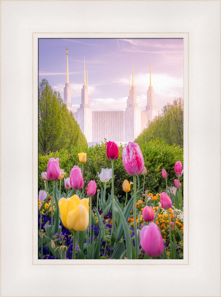 Washington DC Temple - Tulips