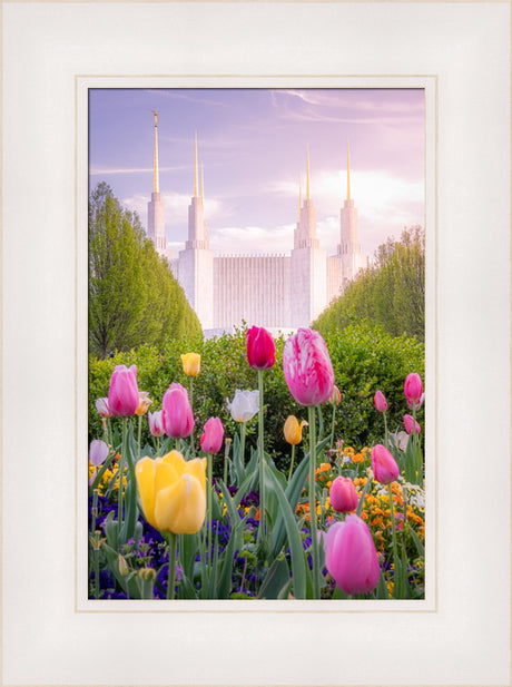 Washington DC Temple - Tulips