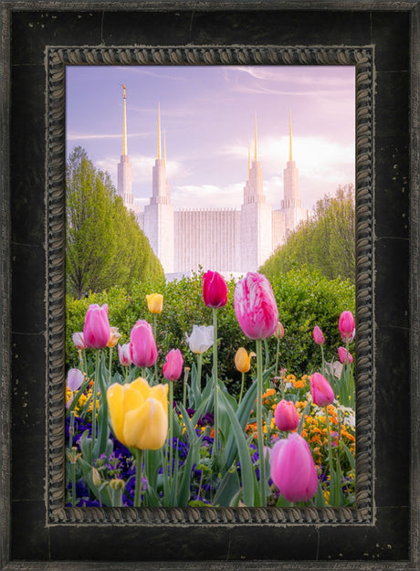 Washington DC Temple - Tulips