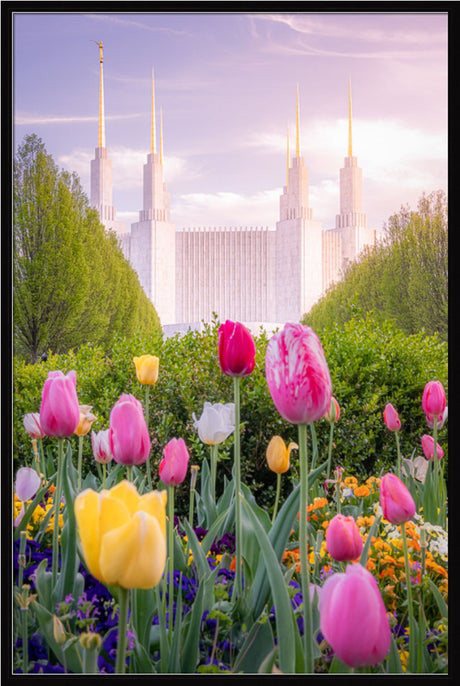 Washington DC Temple - Tulips