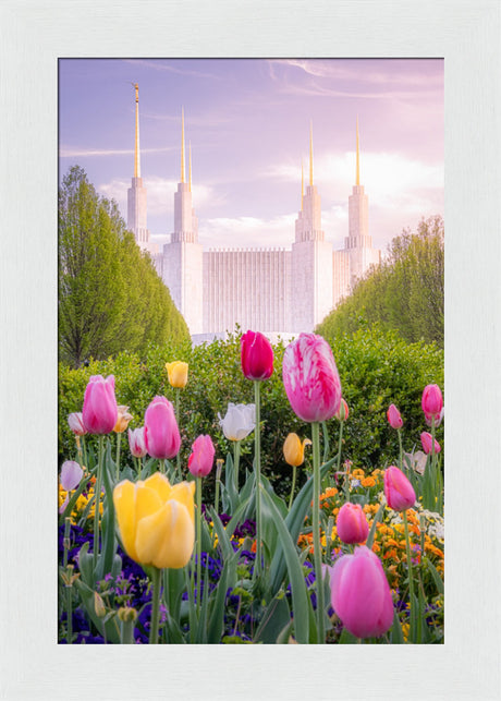 Washington DC Temple - Tulips