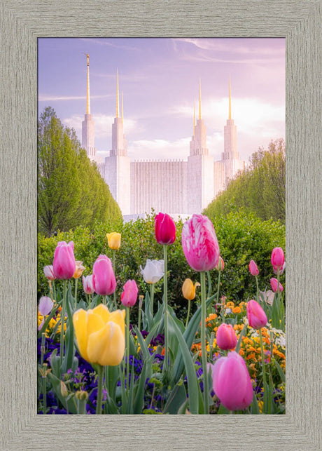 Washington DC Temple - Tulips