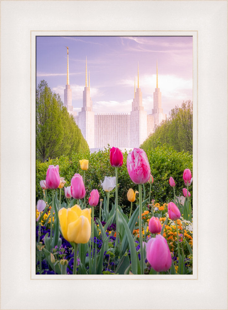 Washington DC Temple - Tulips