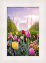 Washington DC Temple - Tulips
