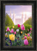 Washington DC Temple - Tulips