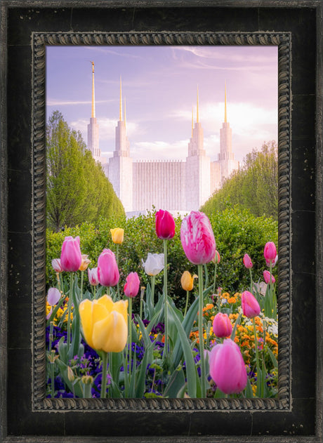 Washington DC Temple - Tulips