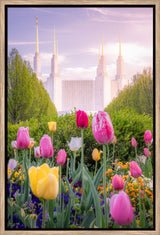 Washington DC Temple - Tulips