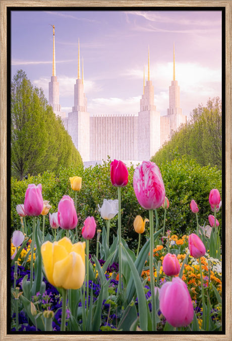 Washington DC Temple - Tulips