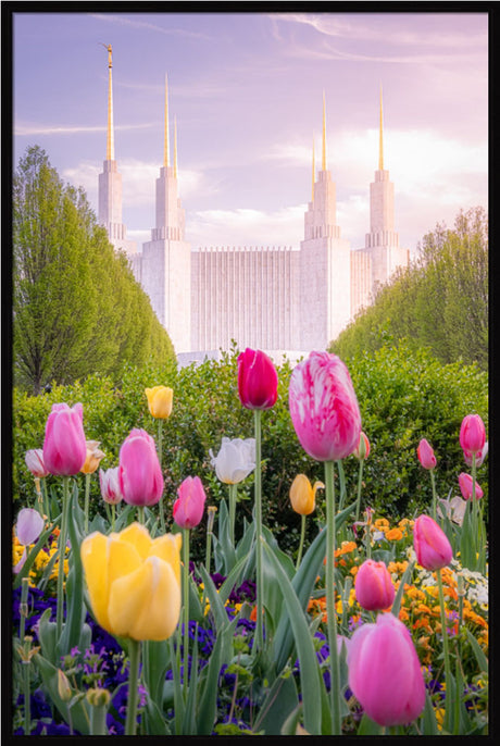 Washington DC Temple - Tulips