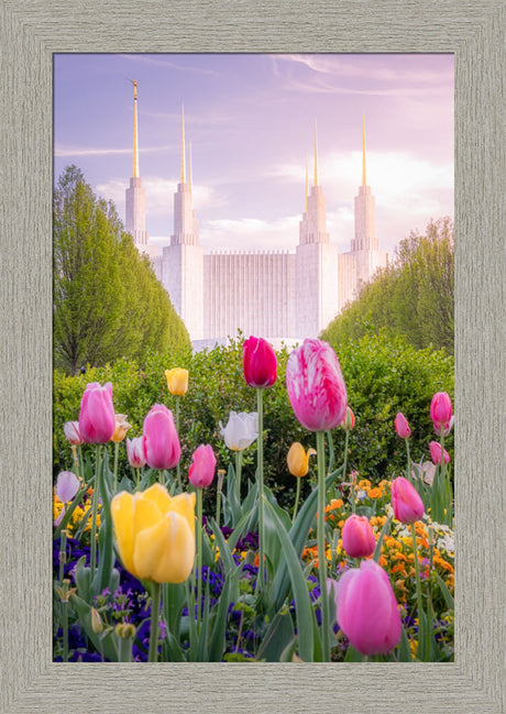 Washington DC Temple - Tulips