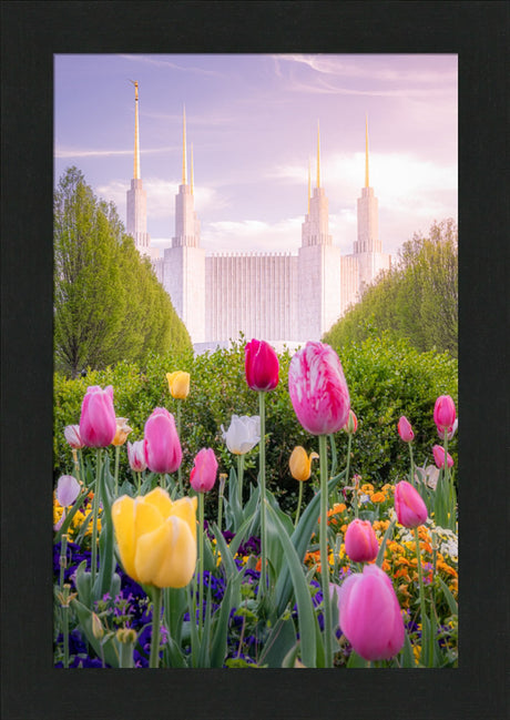 Washington DC Temple - Tulips