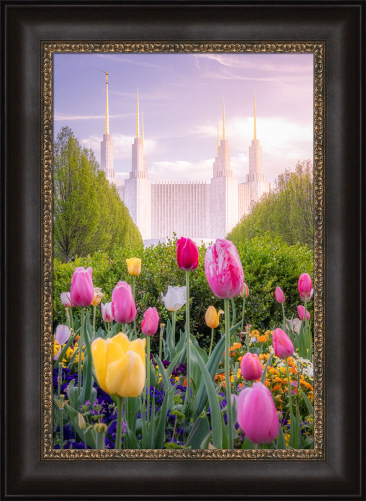 Washington DC Temple - Tulips