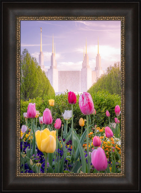 Washington DC Temple - Tulips