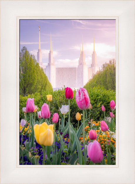 Washington DC Temple - Tulips